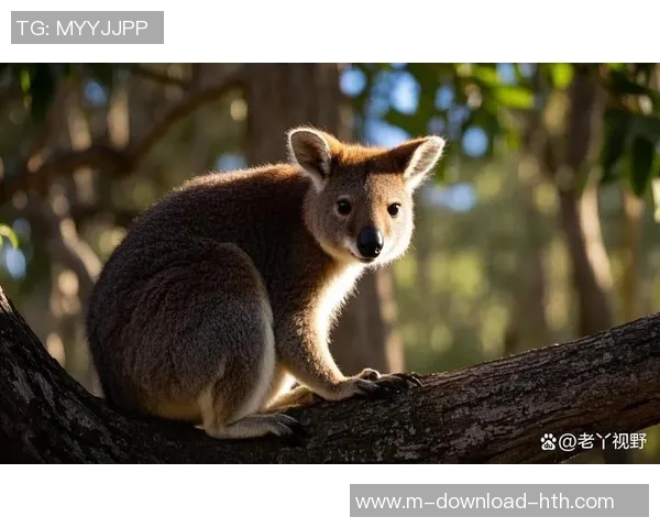 人与袋鼠的奇妙对决探索自然界中的生存智慧与适应能力