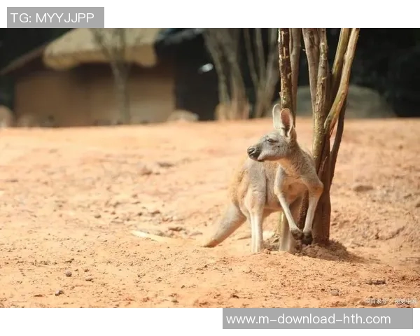 人与袋鼠的奇妙对决探索自然界中的生存智慧与适应能力 人与袋鼠的奇妙对决探索自然界中的生存智慧与适应能力